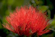 Ohia Lehua